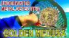 2 Gold Rings Found Underwater Metal Detecting Miami Beach 2 Day Hunt Found Medusa